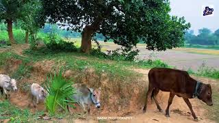 কুমিল্লা জেলার বুড়িচং উপজেলার জামতলা গ্রাম 💚