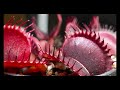 カビ対策！ テラリウムの白カビをトビムシにお願いする　観葉植物