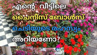 ചൈനീസ് ബോൾസ് ചെടി എങ്ങനെ എളുപ്പത്തിൽ പിടിപ്പിച്ചെടുക്കാം/chinese bolsam plant care in malayalam.