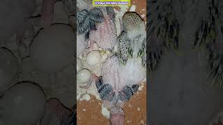 12 Days Old Baby Budgies 🦜 | (#79) | #shorts #budgies #viral