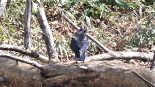 [4K] 野鳥：ハシボソガラス＆カエル－１／ＨＴ公園のサンクチェリア