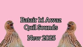 бедана сайраши Batair Ki Awaz Quail sounds bedana sayrashi بٹیر کی سپیشل آواز صبح