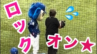 番外編/カメラマンにちょっかいをかけるドアラ🐨2024/07/15