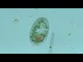 Ciliate: Furgasonia