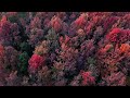 Spectacular maple leaf scenery| CCTV English