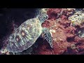 அழகிய கடல் ஆமை sea ​​turtle