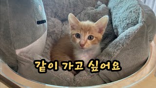 두번 입양이 취소된 , 말 못하는고양이 ㅠ