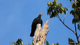 Urubu-da-mata / Greater Yellow-headed Vulture / Cathartes melambrotus