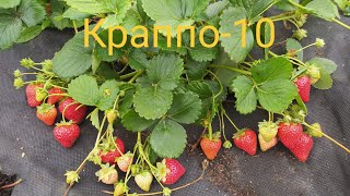 Обзор клубники Краппо-10 урожайность зашкаливает