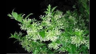 NIGHT blooming jasmine🌌रात की रानी का पौधा/ Night Blooming Jasmine \ CESTRUM NOCTURNUM care NIGHT blooming jasmine🌌रात की रानी का पौधा/ Night Blooming Jasmine \ CESTRUM NOCTURNUM care