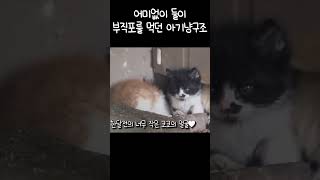 어미없이 부직포먹고 있던 새끼 아기 길고양이 냥줍..? #길고양이 #길냥이 #고양이 #cat #kitten #cats #babycat #아기고양이 #길고양이구조 #길냥이구조