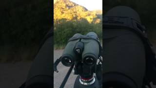 Meopta binocular 15x56 swarovski 15x56  comparison