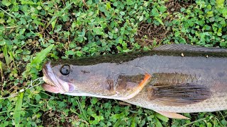 Snakehead fishing in South India using Scum frog Launch Series 20g