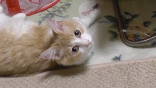 iPhoneの充電器が襲われる/Charger of iPhone is attacked -ノルウェージャンフォレストキャット/Norwegian Forest Cat-