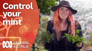 How to control your mint | Growing fruit and veg | Gardening Australia