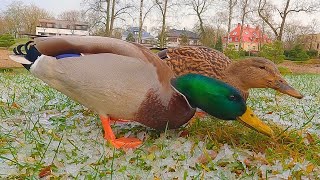 The Very Last Mallard Duck Couple Ice Crunching Video [4K]