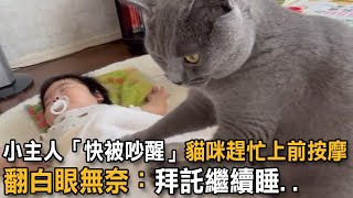 小主人「快被吵醒」貓咪趕忙上前按摩 翻白眼無奈：拜託繼續睡...|貓咪按摩店|貓咪故事