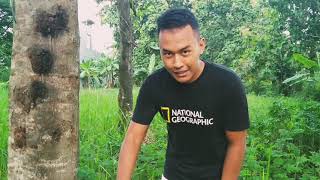 Inventarisasi Hutan \