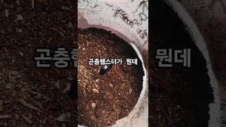 곤충햄스터의 숨기스킬 #beetle #insects #사슴벌레