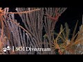 Tengosed Seamount | SOI Divestream 534 - Part 2