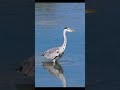 Heron the nature bird #amazon #birds #heron #shorts #viralshorts #viral #memes #wildlife #nature