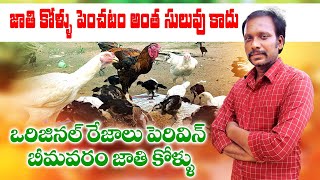 8 సంవత్సరాల జాతి కోళ్ల పెంపకం Jathi Kollu, Punjulu Farming part-1 Raithannaki thoduga