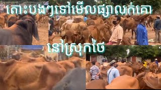 Cow market Thailand ផ្សារលក់គោនៅស្រុកថៃទាំងអស់គ្នា!