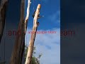 Tree removal and pruning in the Mount Barker and Albany W.A. areas for 22 years.