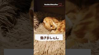 【マンチカン】猫は今日も働きません 【犬と猫、両方飼ってると毎日かわいい♥】