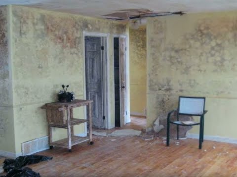 How to Recognize Signs of Mold in Your Home How to Recognize Signs of Mold in Your Home