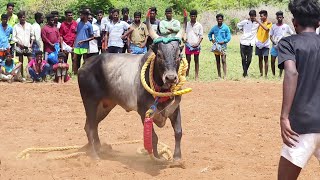 2023 வடத்திற்க்கு காளையும் காளையர்கலூம் பயிற்சி எடுக்கும் Videos 13