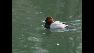 散歩道の野鳥（調整池～薬師池）改定版