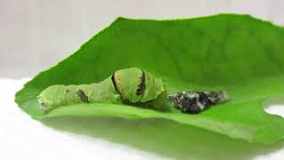 鳳蝶屬鳳蝶飼養記錄Papilio Swallowtail〔昆蟲-02美麗的蛻變3-1跨季七世情1〕1 2 2 2玉帶鳳蝶四蛻五辛苦休息轉身 1