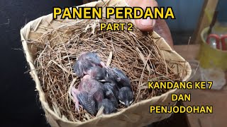 Panen Kandang 7 dan Penjodohan Part II