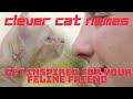 Clever Cat Names: Get Inspired for Your Feline Friend! Cat Name Suggestions