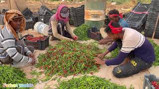 সৌদি আরবে বাংলাদেশী সবজি বাগান | Vegetable field in Saudi Arabia | Majra