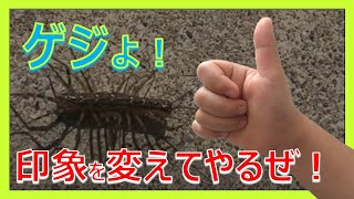 ゲジゲジ　ゲジは見かけによらずいいヤツ！　House centipide