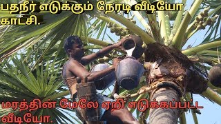 Palmyra Palm Juice taking method | பதநீர் எடுக்கும் நேரடி வீடியோ காட்சி.