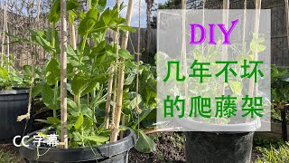 如何搭牢固的 蔬菜架 子用在盆栽的豌豆，荷兰豆,豆角等爬藤植物，这自制的爬藤架子用几年不用再（搭）making a garden trellis for vegetables