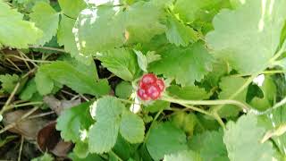 Княженика Первая ягода  /Rubus arcticus