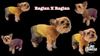 Raglan Raglan Dog Sweater #dogsweater #knittingpattern #freepattern