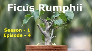 Ficus Rumphii Bonsai - पीपल बोन्साई  - পাকুড় বনসাই - S1E4