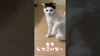 絶対に触らせてくれへんご機嫌斜めの猫がこちら　#おもしろ猫動画  #かわいい猫動画  #ご機嫌斜めの猫