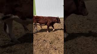 Fullblood Maine Anjou Bull For Sale