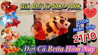 ❤21/10/2024_Từ 50k Đến 100k Đợt Betta Mới Các Dòng Fc và Koi, Tơ, Màu Sắc Đỉnh, Tuyển Lựa Kĩ❤