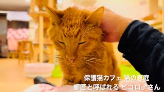 保護猫カフェ 猫の恵庭 ピコロ♂さん 2025/02