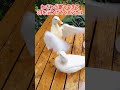 【当たり屋】羽根をぶつけてくるアヒル🐥⸒⸒ アヒル コールダック duck callduck しらたま 当たり屋 かわいい 毛づくろい 羽根 鳥 もふもふ shorts