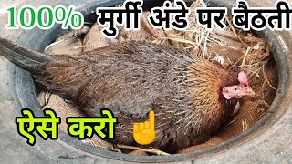 murgi ko kurak karne ka tarika 🐔 murgi ko kuduk kaise kare | मुर्गी अंडे पर नहीं बैठरी #farming