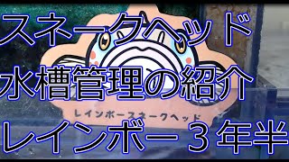 スネークヘッド水槽管理の紹介レインボー3年半