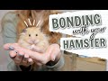 How to Bond with your Hamster